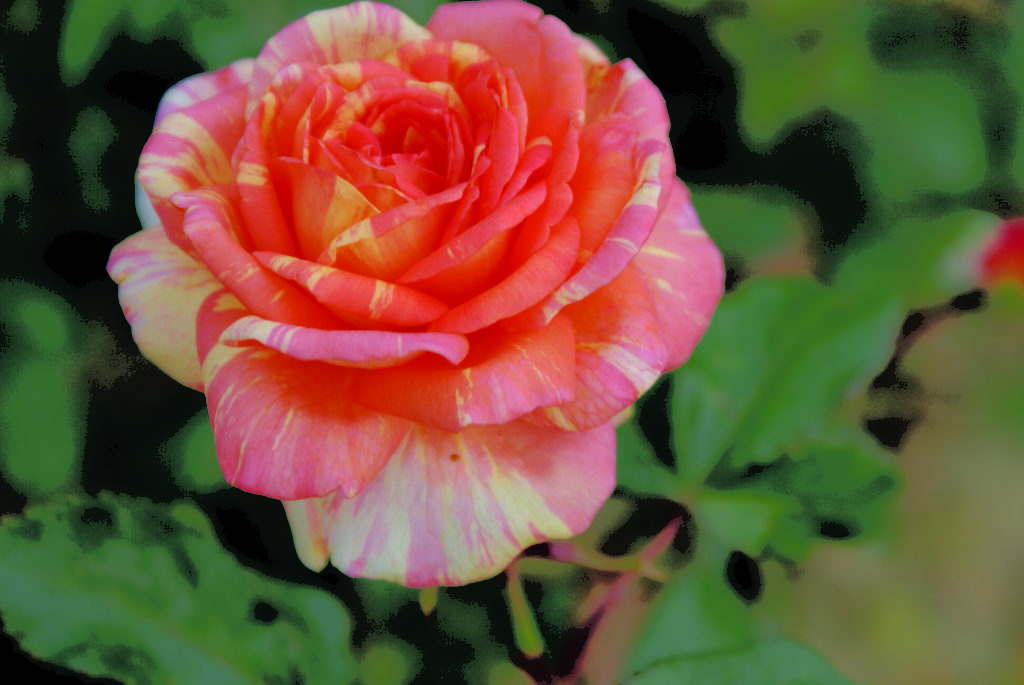 La « Rose des Impressionnistes » château d'Auvers-sur-Oise